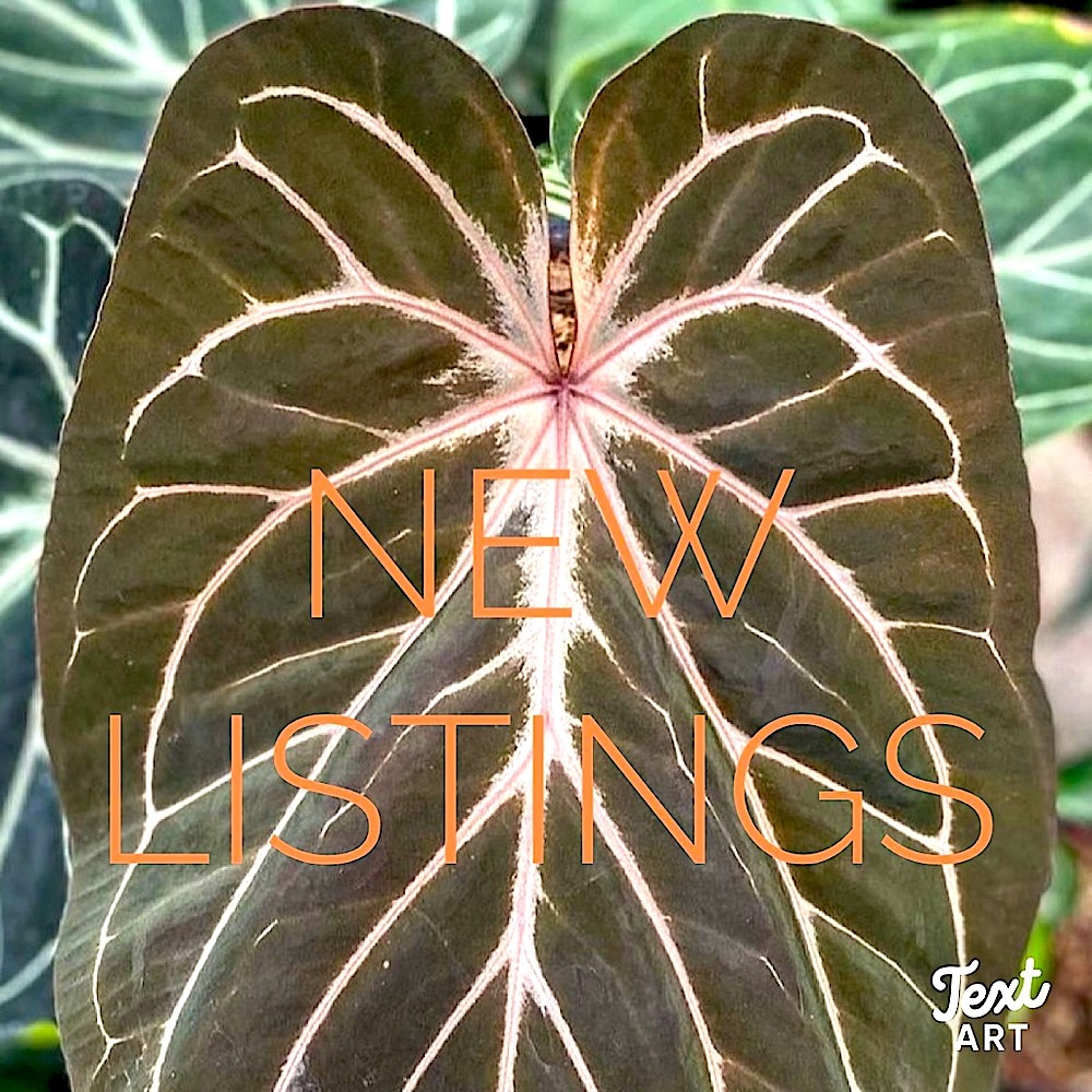 New items listed! - Picture 4 of 16